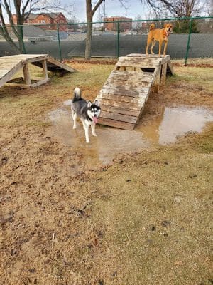 Midtown Dog Park