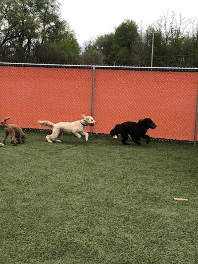 Jonesville Puppy Paradise - Jonesville,