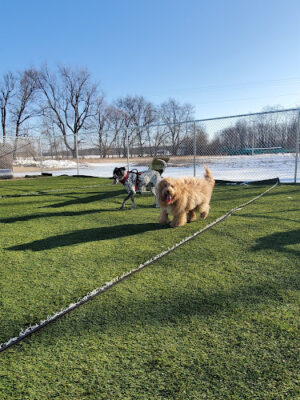 Jonesville Puppy Paradise