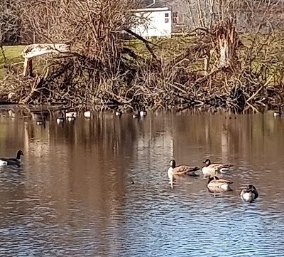 Cooper Park - Kalamazoo,