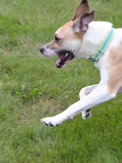 Fairmount Dog Park - Kalamazoo,