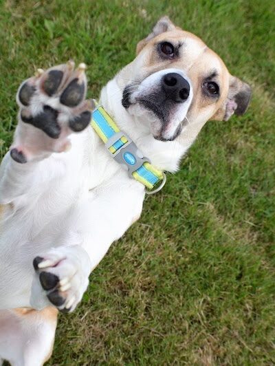Fairmount Dog Park - Kalamazoo,
