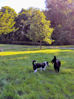 Fairmount Dog Park