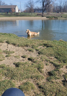 Meadow Run Dog Park