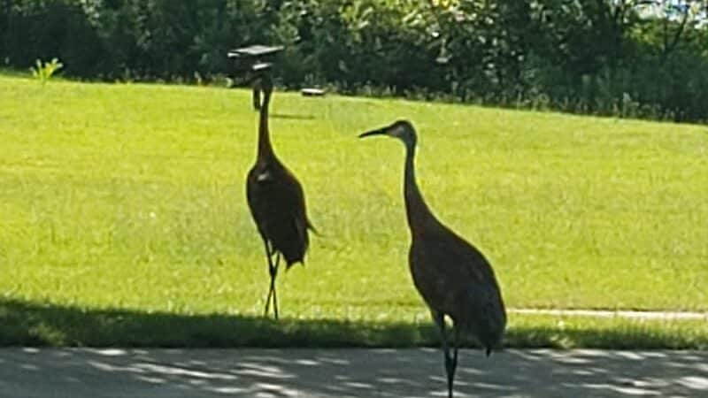 Robert Morris Park - Kalamazoo,
