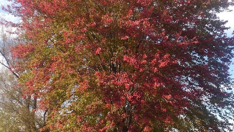 Robert Morris Park - Kalamazoo,