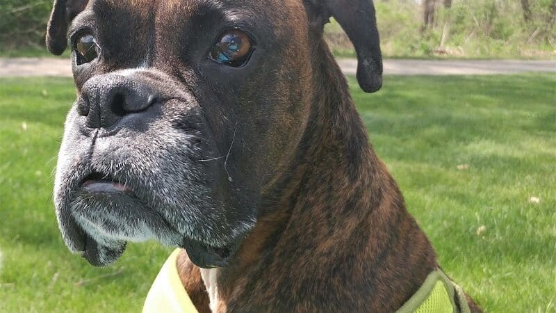 The Dog Dive, LLC - Kalamazoo,