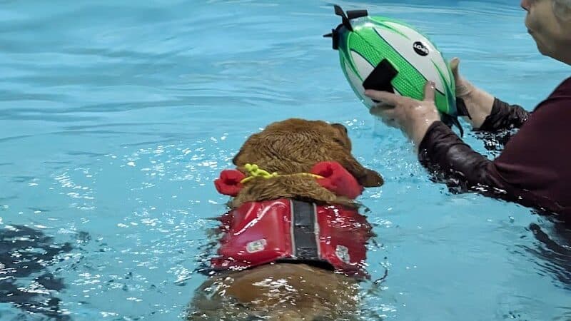 The Dog Dive, LLC - Kalamazoo,