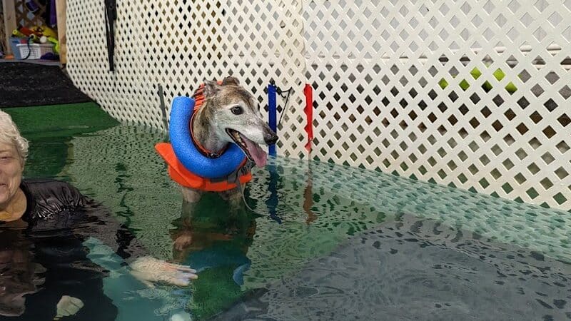 The Dog Dive, LLC - Kalamazoo,