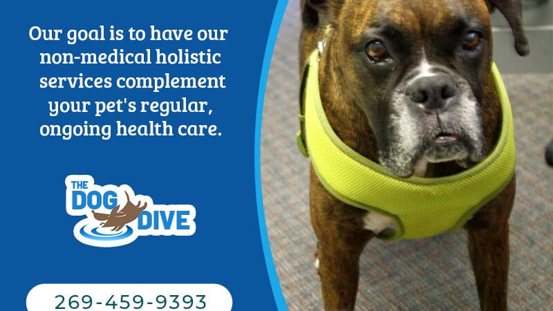 The Dog Dive, LLC - Kalamazoo,