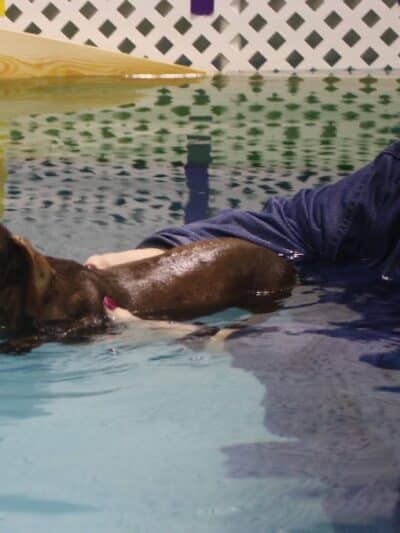 The Dog Dive, LLC - Kalamazoo,