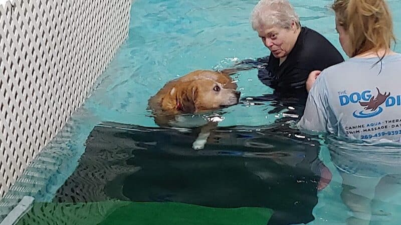 The Dog Dive, LLC - Kalamazoo,