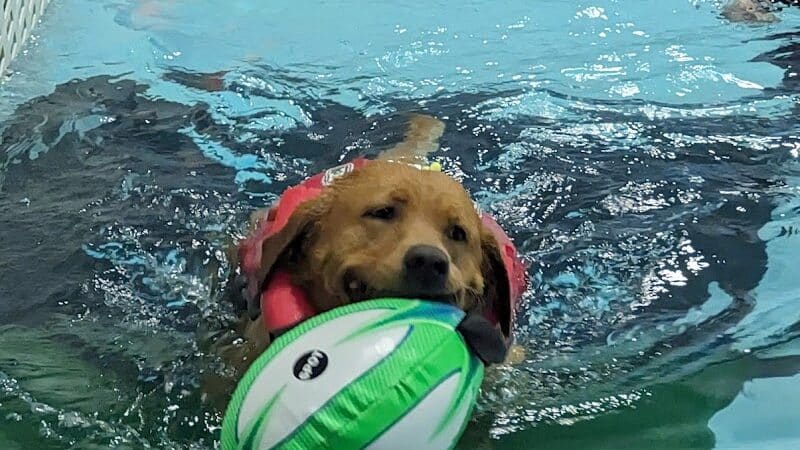 The Dog Dive, LLC - Kalamazoo,