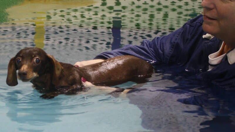 The Dog Dive, LLC - Kalamazoo,