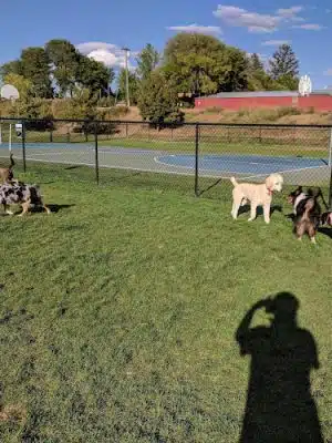 Paws to Play Dog Park