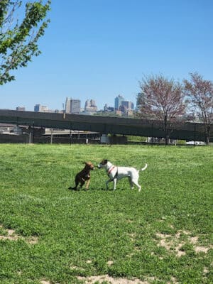 St. John's Dog Park