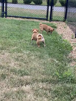 Dog Park at Love's Travel Stops