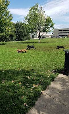 Penn Valley Off Leash Dog Park