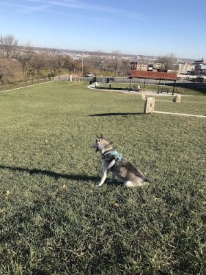 West Terrace Dog Park (private, membership-based park)