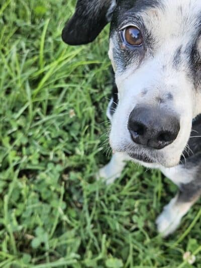 St. John's Dog Park - Kansas City, KS