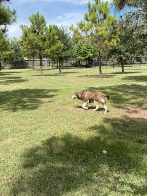 FB MUD 35 Dog Park