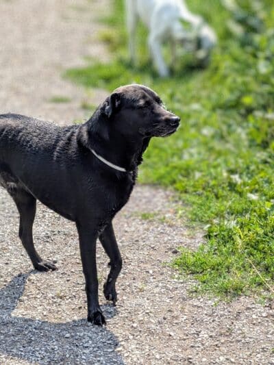 Kaukauna Dog Park - Kaukauna, WI