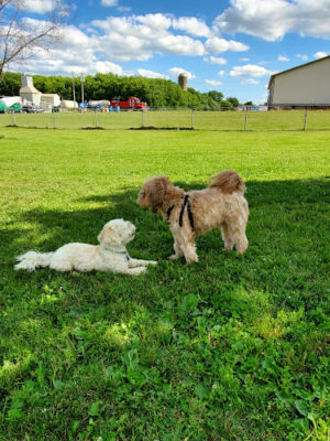 Kaukauna Dog Park