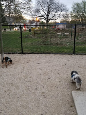 Kearny Dog Park