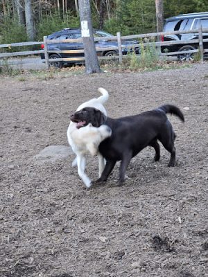 Kennebunkport Dog Park