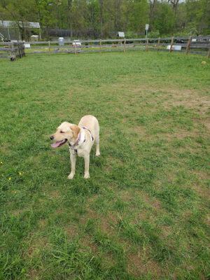 Barkingfield Park