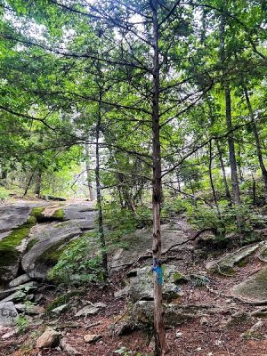 40 Acre Rock Heritage Preserve