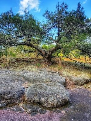 40 Acre Rock Heritage Preserve