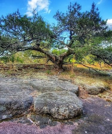 40 Acre Rock Heritage Preserve