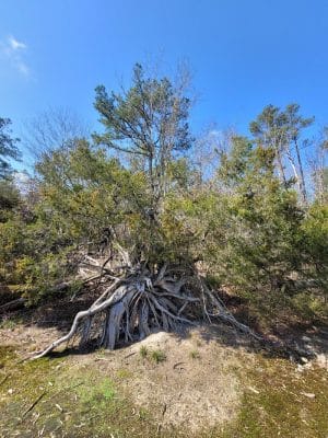40 Acre Rock Heritage Preserve