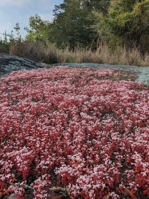 40 Acre Rock Heritage Preserve