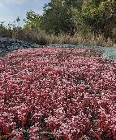 40 Acre Rock Heritage Preserve