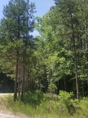 40 Acre Rock Lower Parking