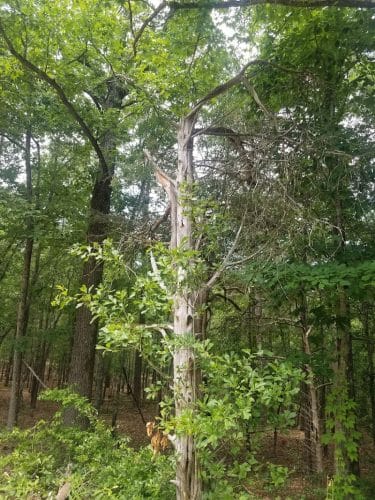 40 Acre Rock Upper Parking
