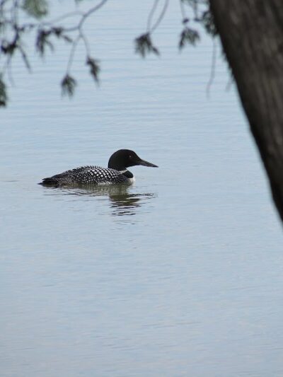Birch Lake Park - Kewadin,