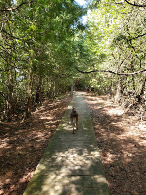 Torch Bay Nature Preserve