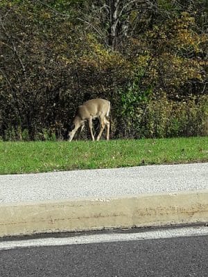 Bob Case Park