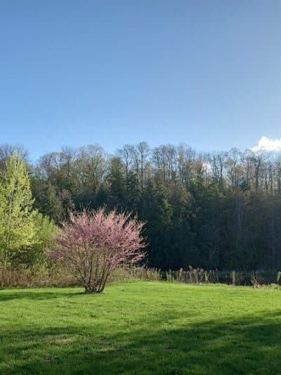 Mayfield Pond Park - Kingsley,