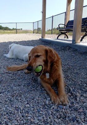 Boneyard Dog Park