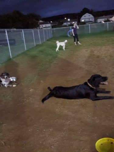 Kingston Dog Park