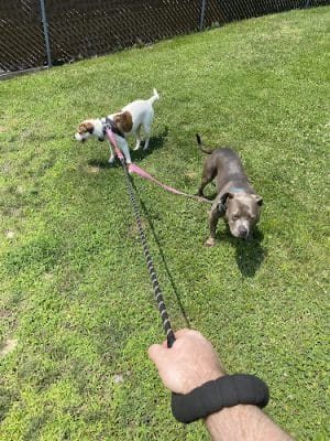 Kingston Dog Park - Kingston, PA