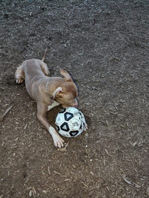 Municipality of Kingston Dog Park - Kingston, PA