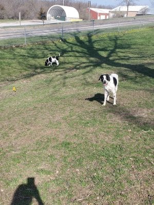 McKinney Bark Park