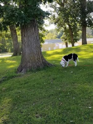 McKinney Bark Park