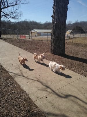 McKinney Bark Park