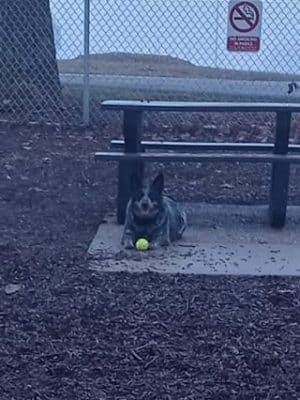 McKinney Bark Park